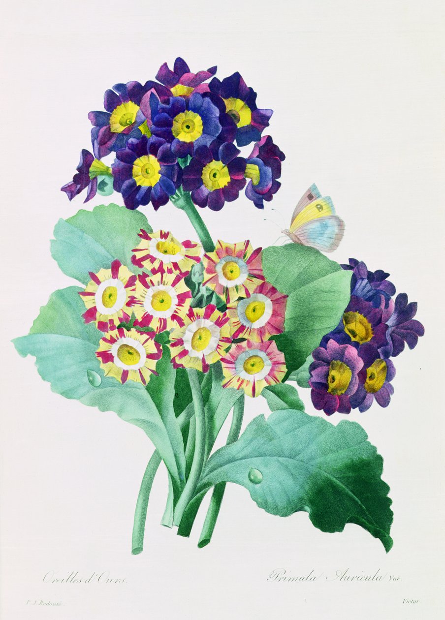 Primula Auricula (renkli gravür) by Pierre Joseph Redouté