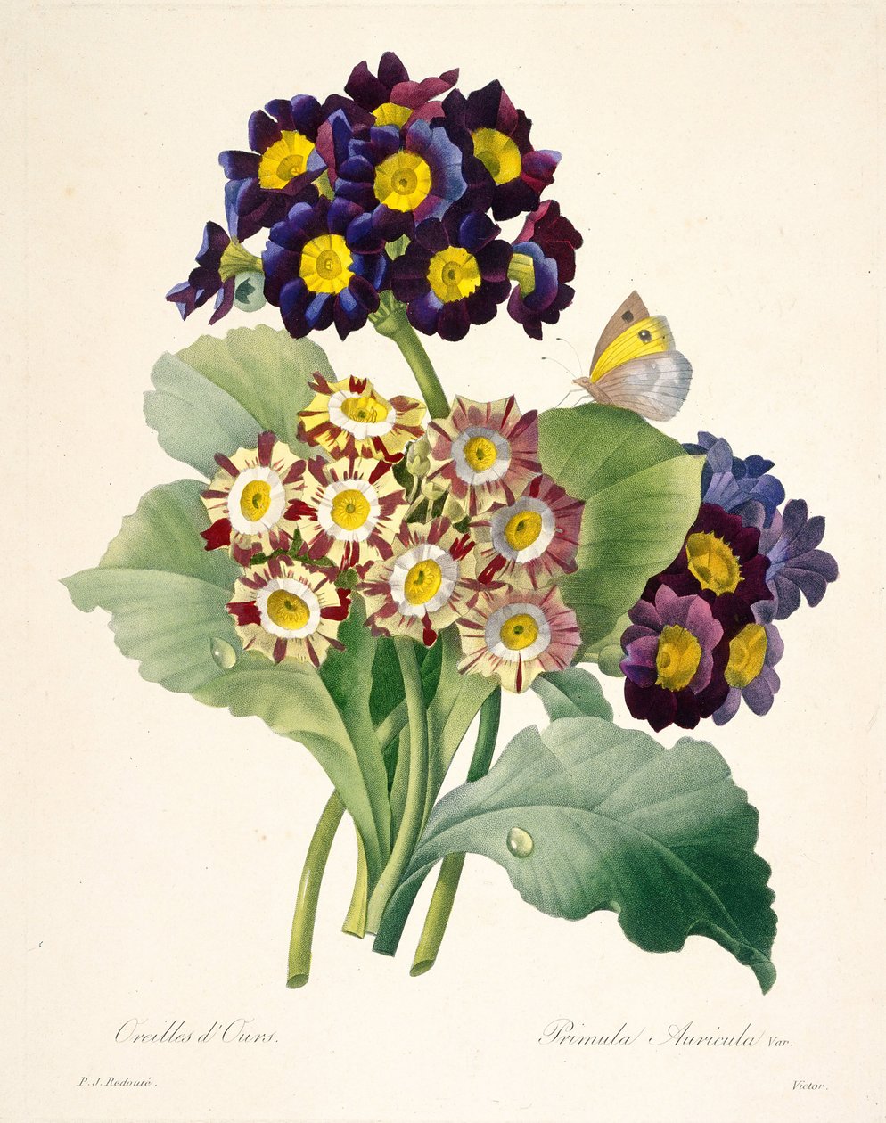 Primula auriculata Primroses, 1827 by Pierre Joseph Redouté