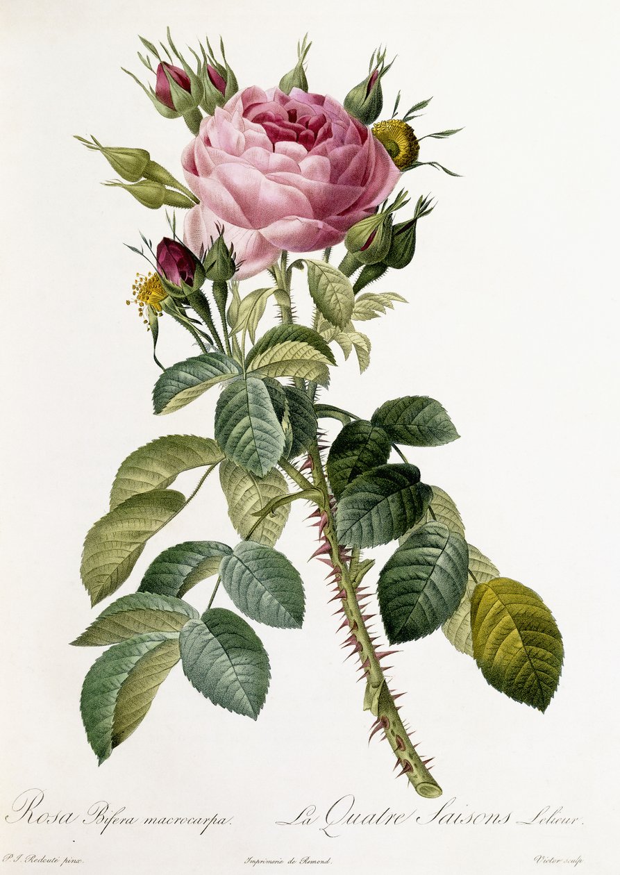 Rosa Bifera macrocarpa, 1817-1824 by Pierre Joseph Redouté