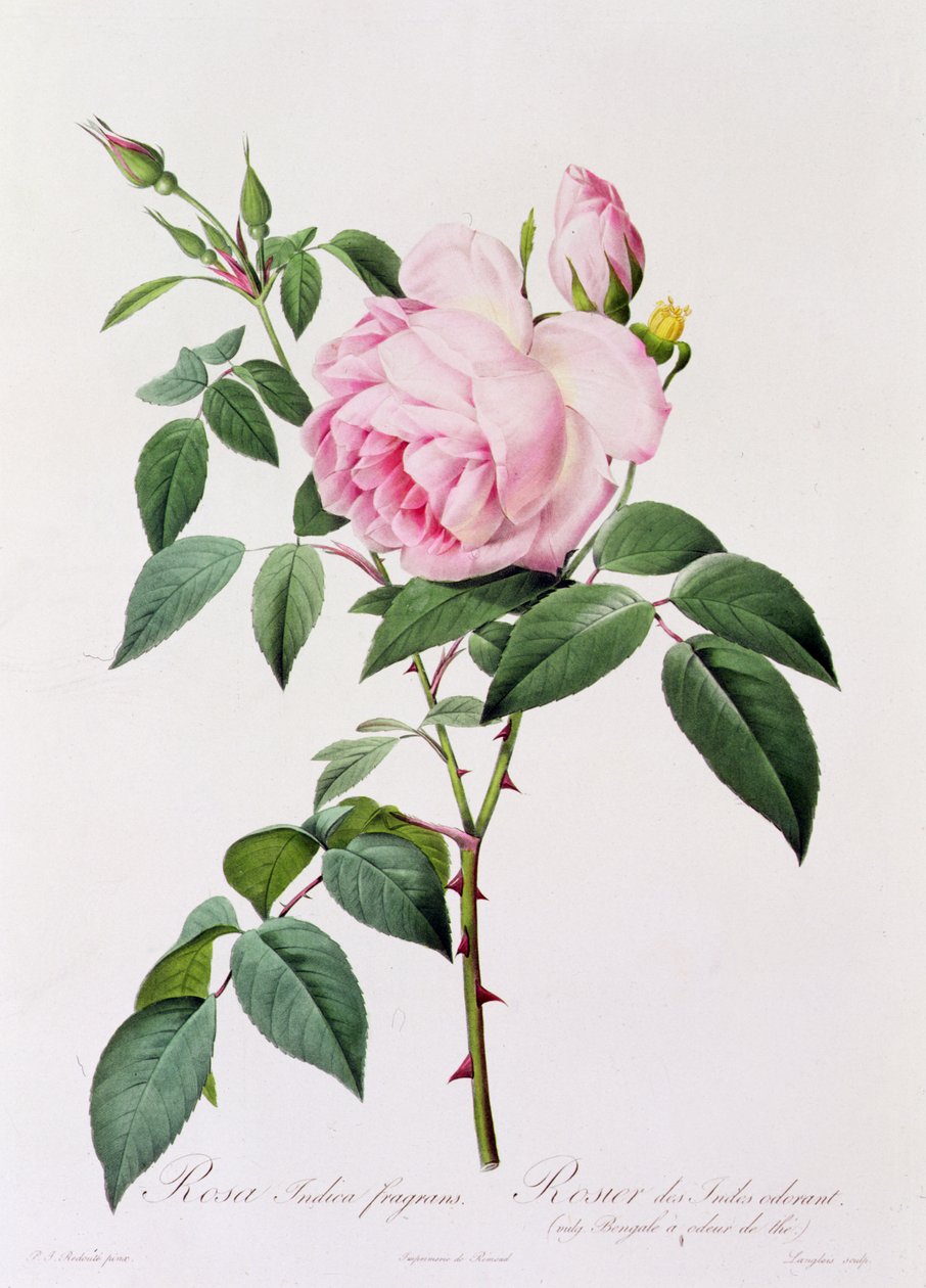 Rosa Indica Fragrans (renkli gravür) by Pierre Joseph Redouté