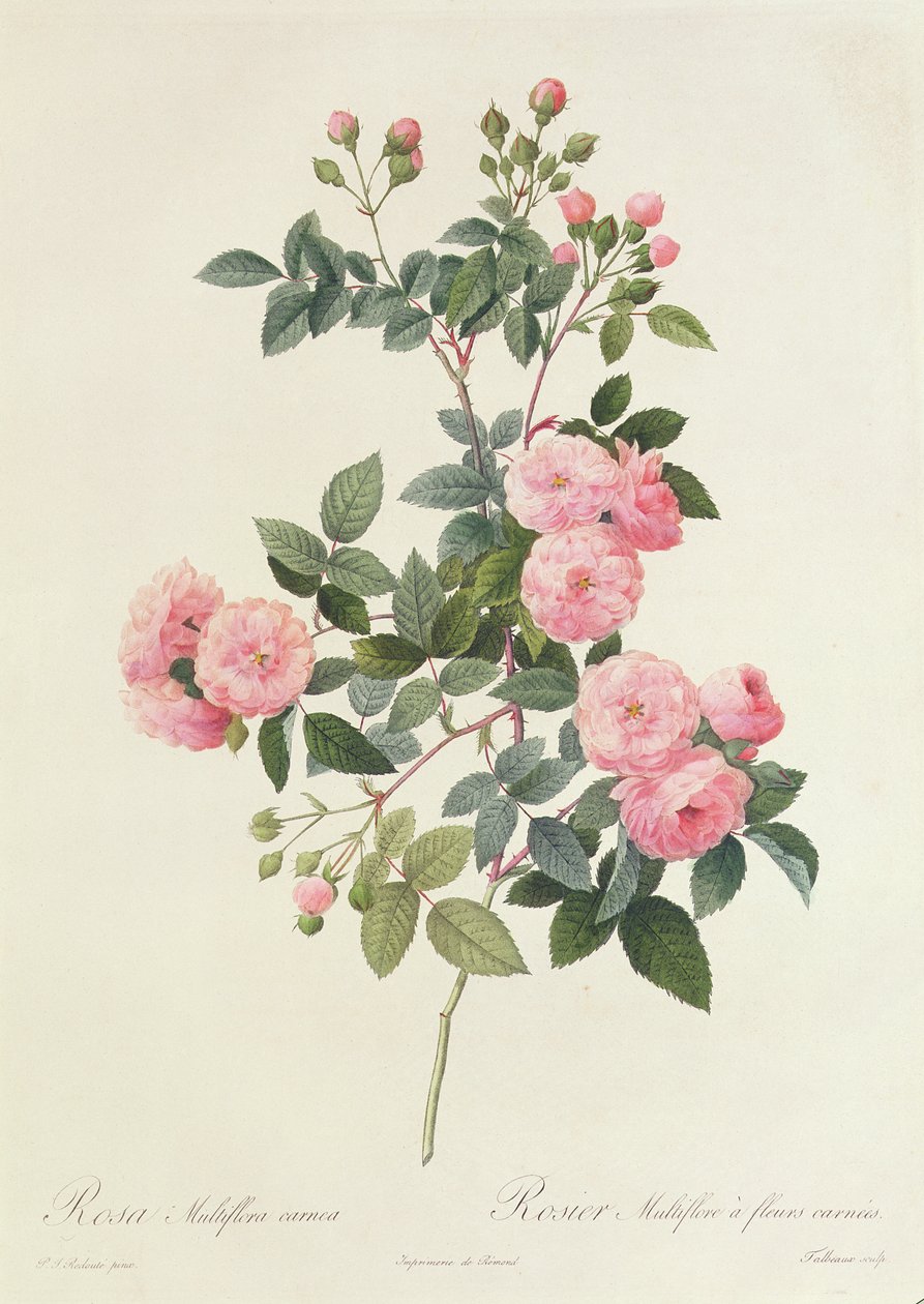 Rosa Multiflora Karne by Pierre Joseph Redouté
