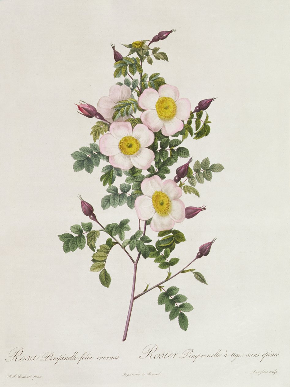 Rosa Pimpinelli-Folia Inermis by Pierre Joseph Redouté