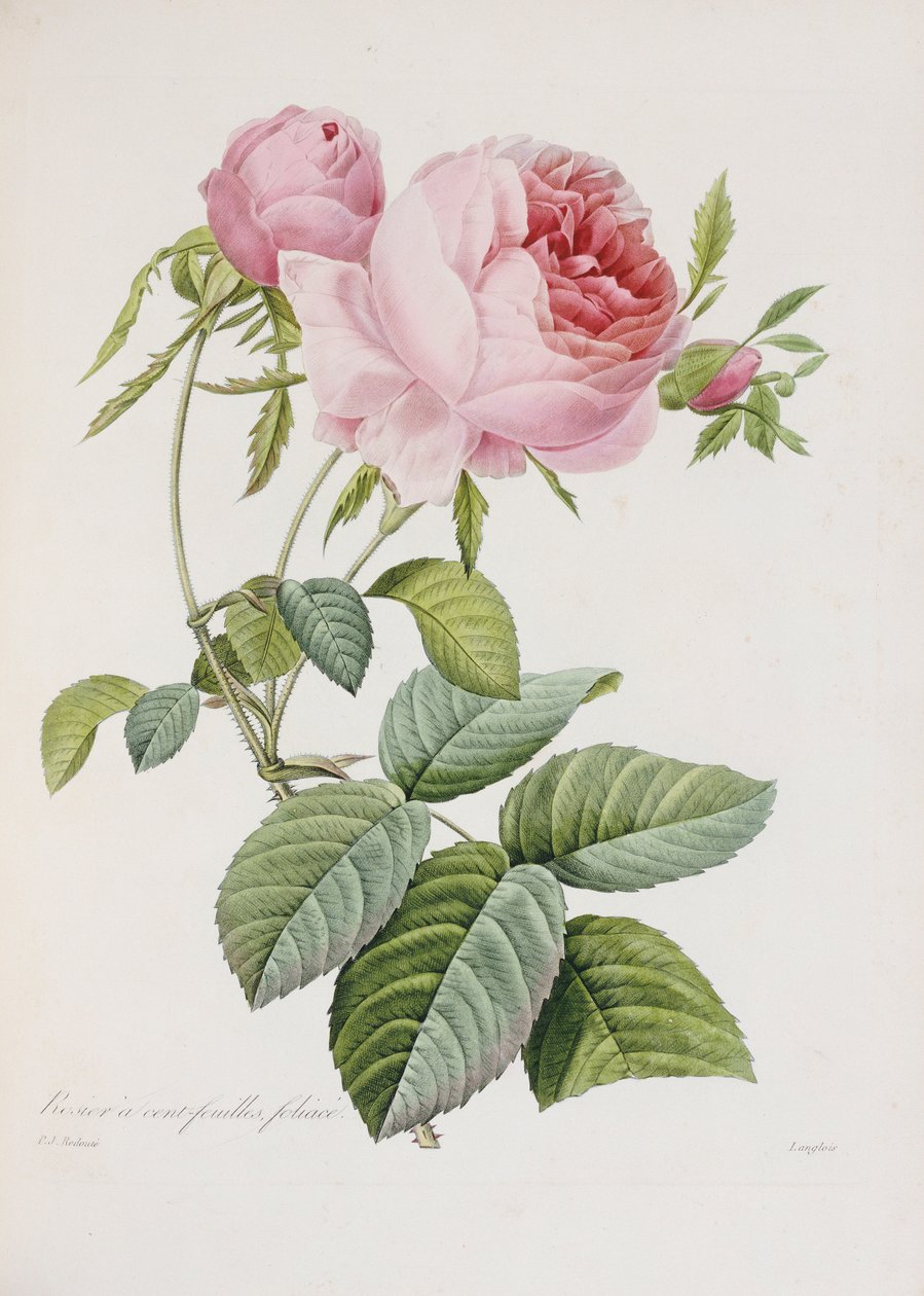 Eustache Hyacinthe Langlois tarafından oyulmuş gül by Pierre Joseph Redouté