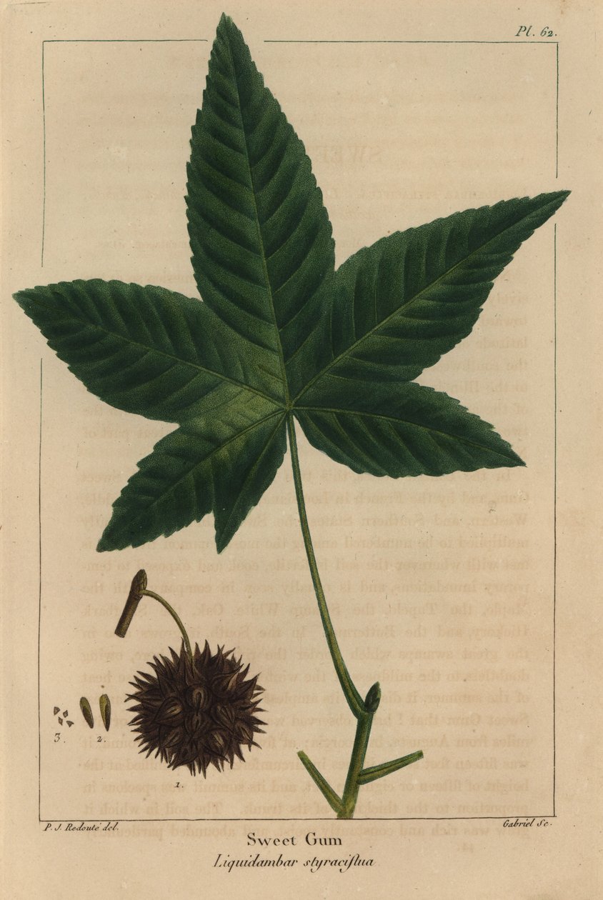 Sığla ağacı, Liquidambar styraciflua (gravür) by Pierre Joseph Redouté