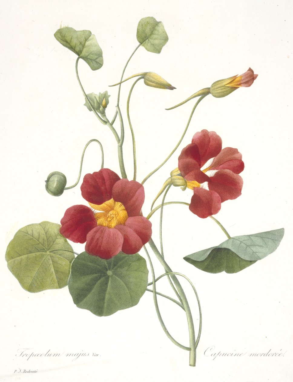 Tropaeolum majus (Bahçe Nasturtium), 1827 by Pierre Joseph Redouté