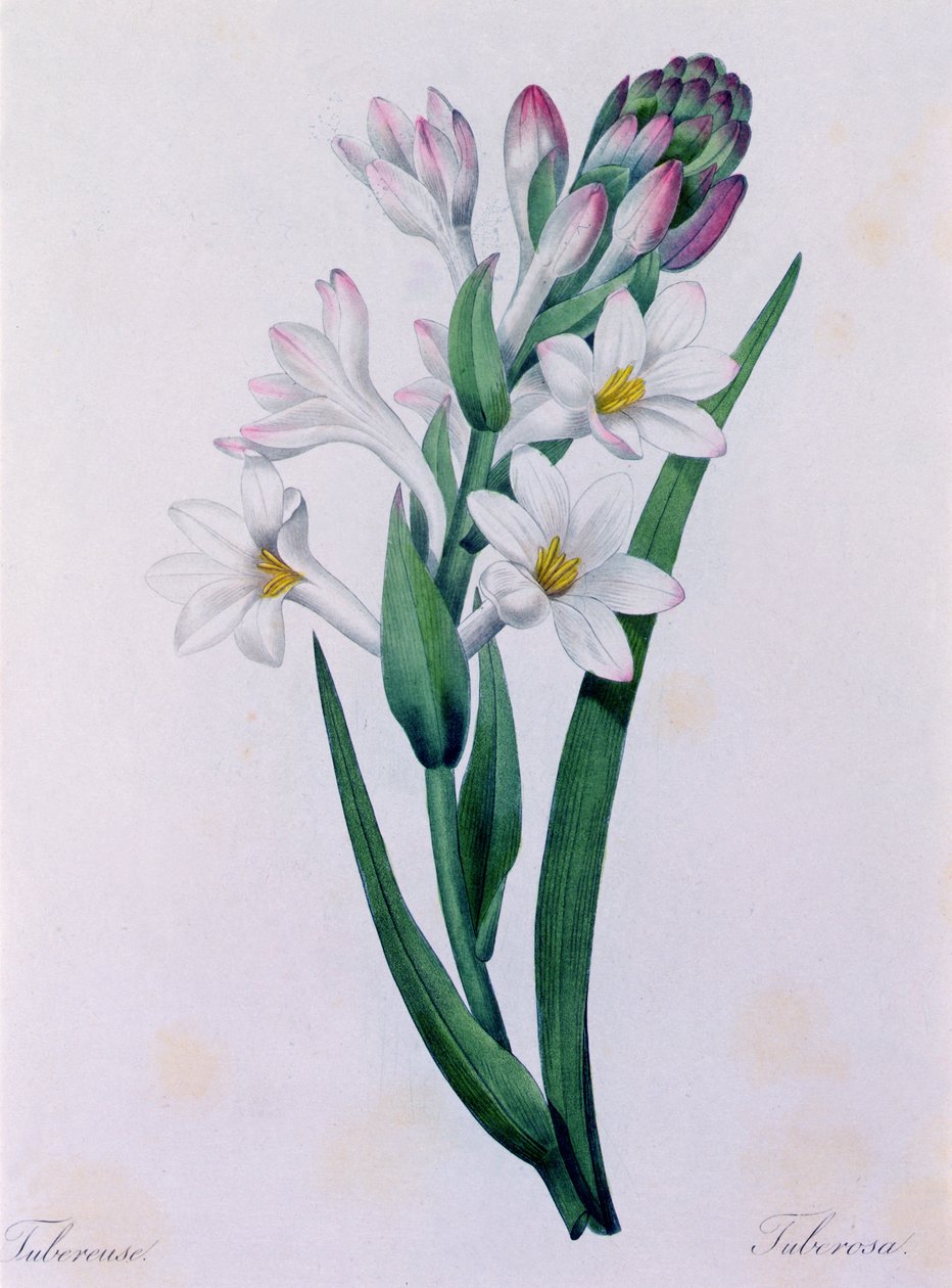 Tuberosa (renkli gravür) by Pierre Joseph Redouté