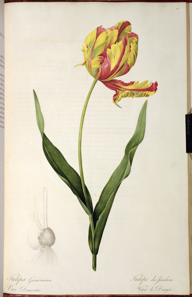 Tulipa gesneriana dracontia, 