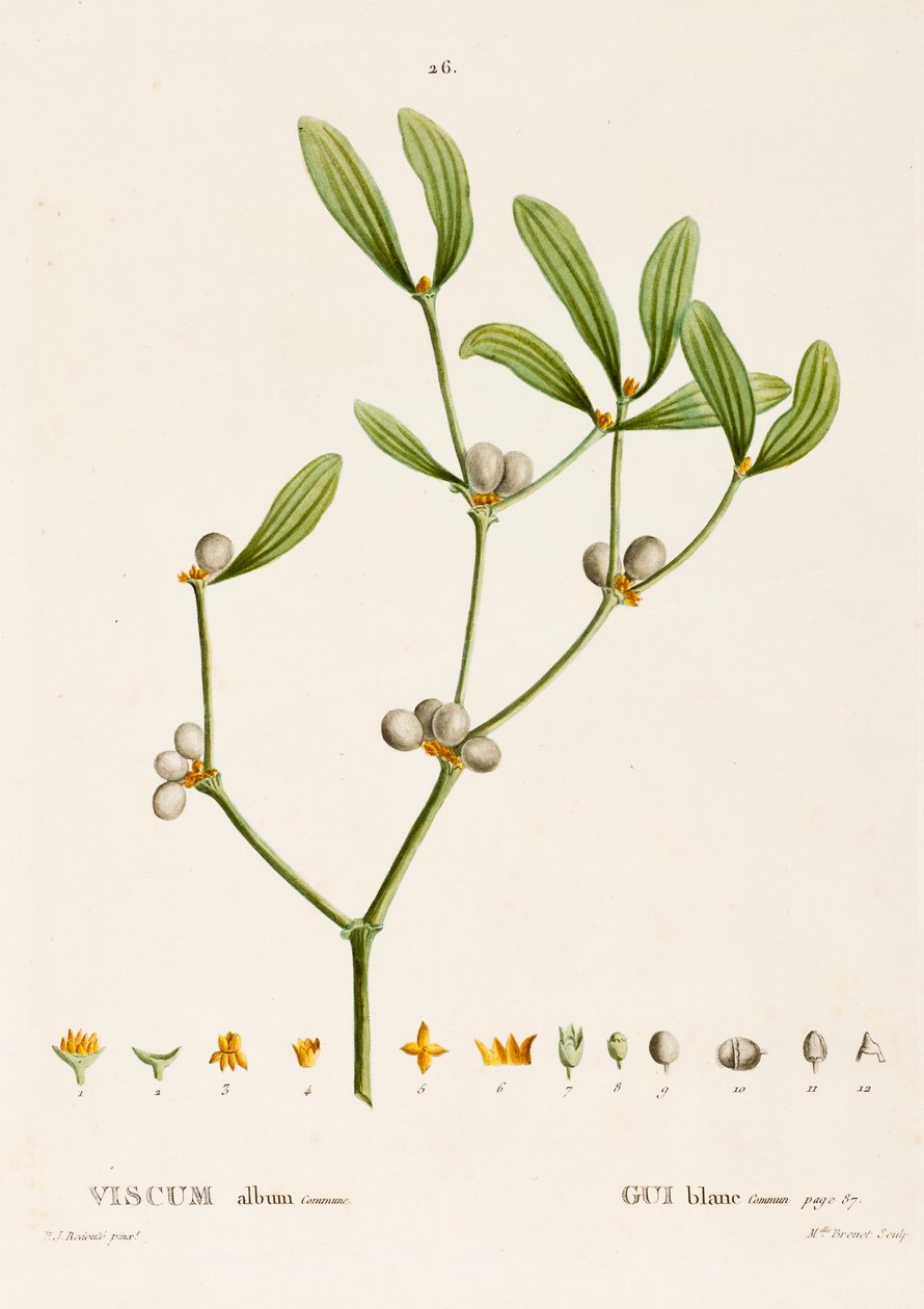 Veronica albümü L. Ökseotu, c1800-1830. by Pierre Joseph Redouté
