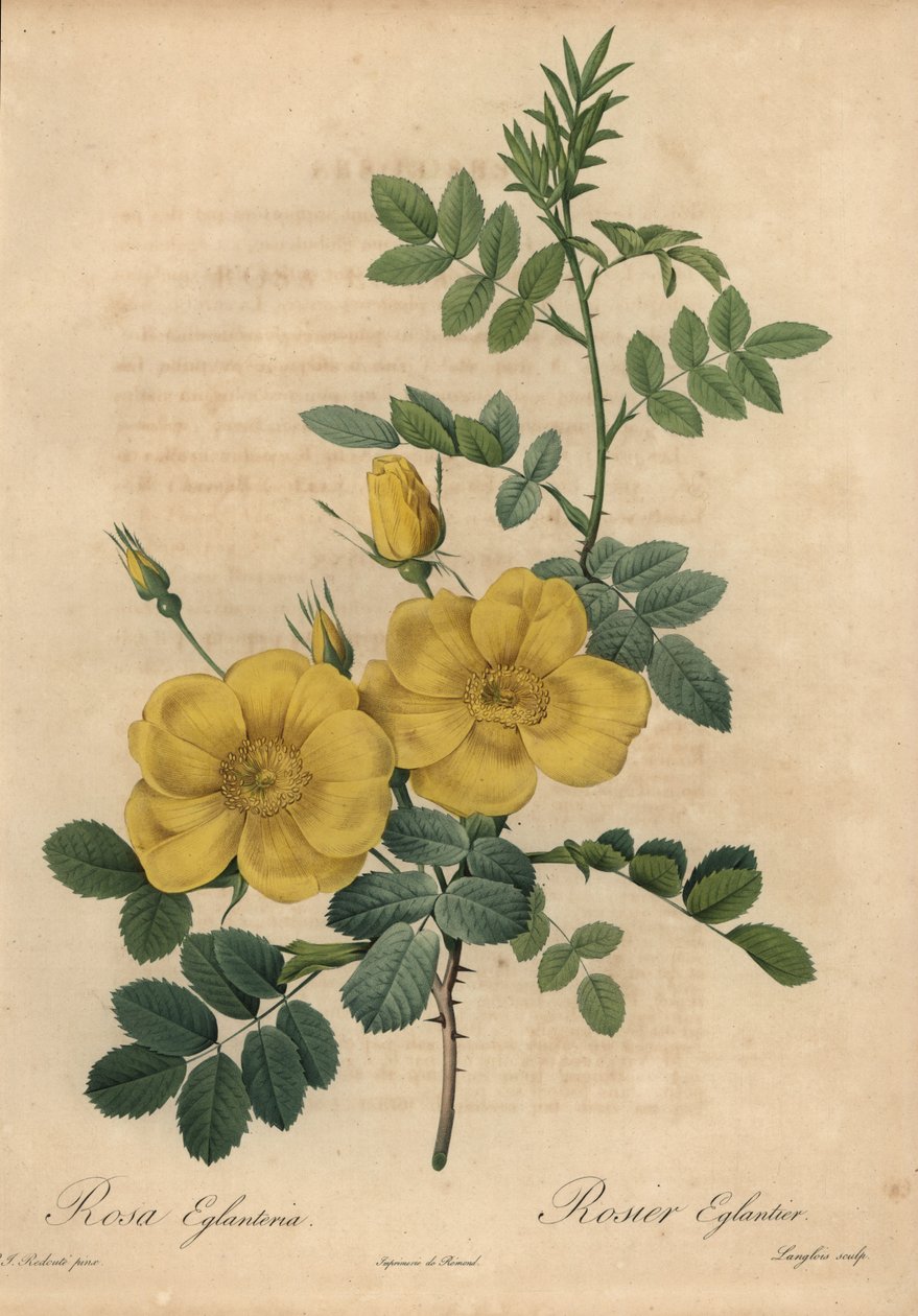 Sarı gül, Rosa eglanteria by Pierre Joseph Redouté