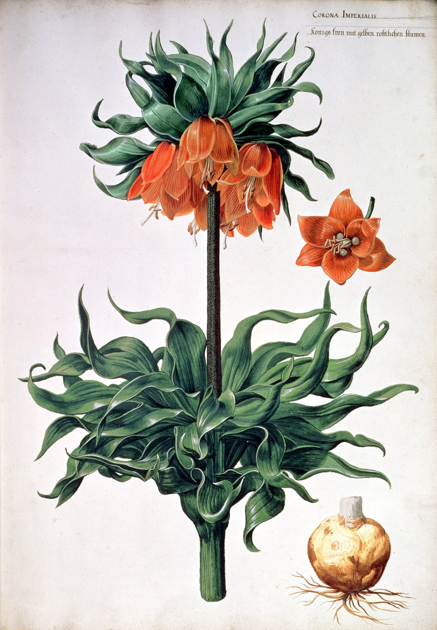 Fritillaria Imperialis, yaklaşık 1630 by Pieter van Kouwenhoorn
