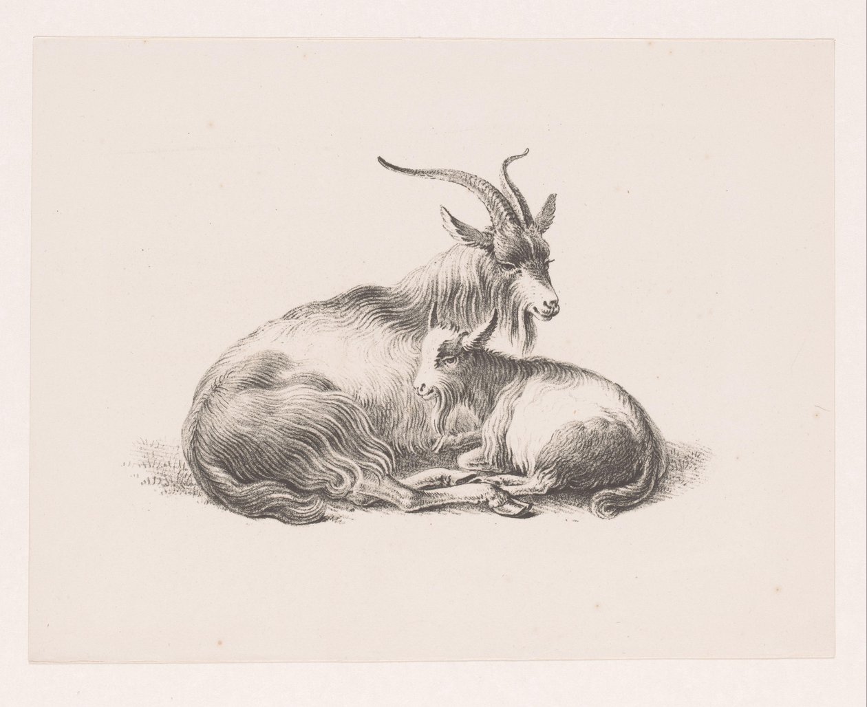 Buck ve bir keçi by Pieter Bartholomeusz. Barbiers