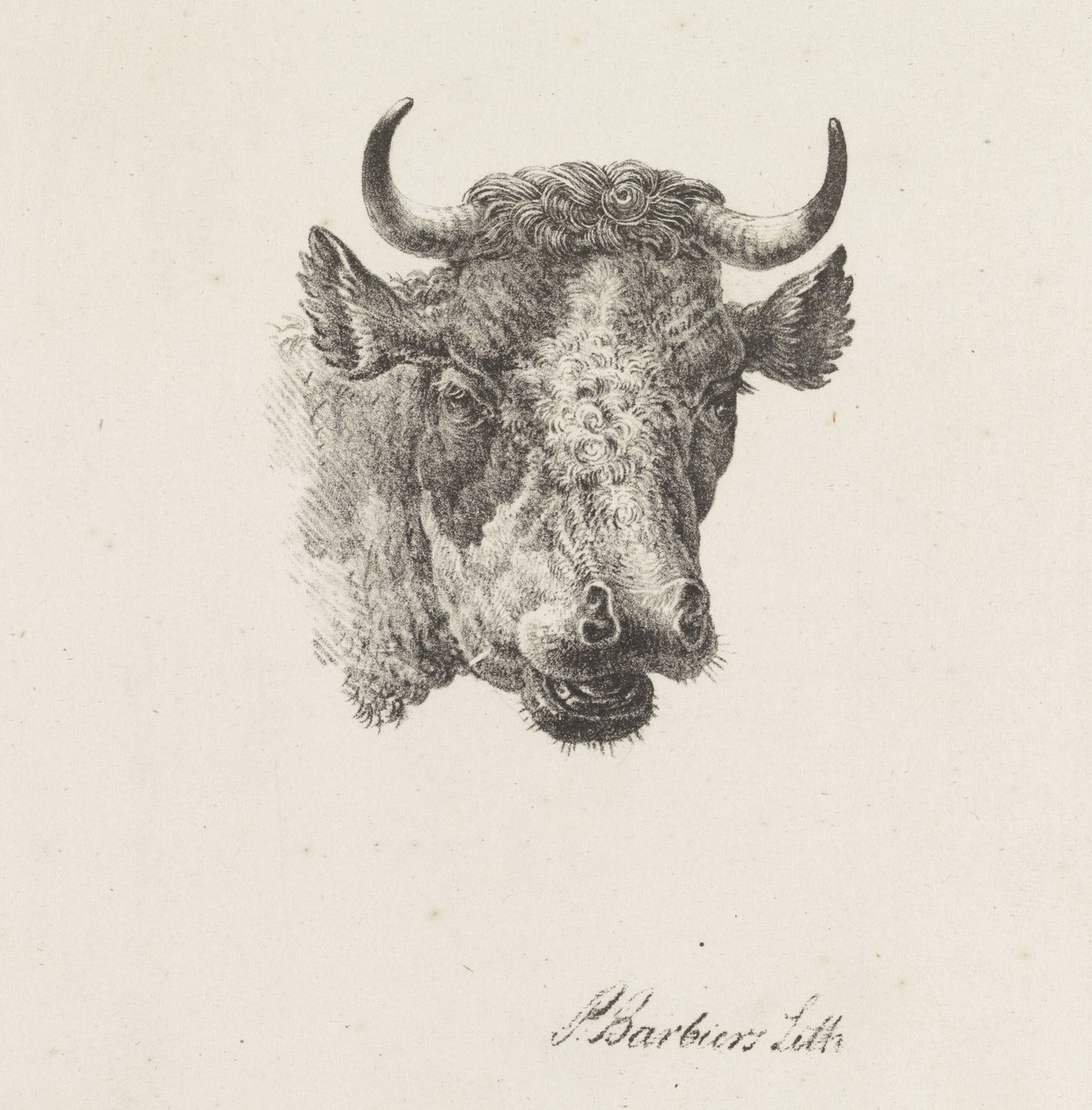 boğa başı by Pieter Bartholomeusz. Barbiers