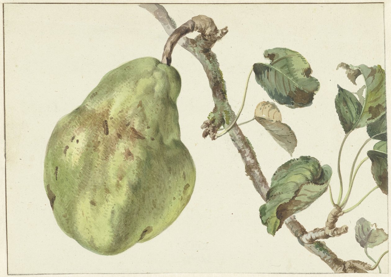 bir dal üzerinde armut by Pieter Gevers