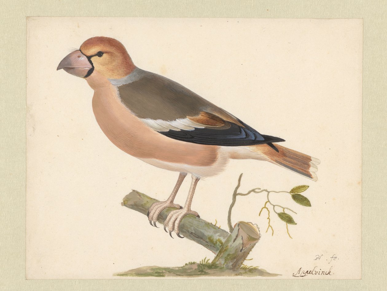 elma finch by Pieter Holsteyn (I)
