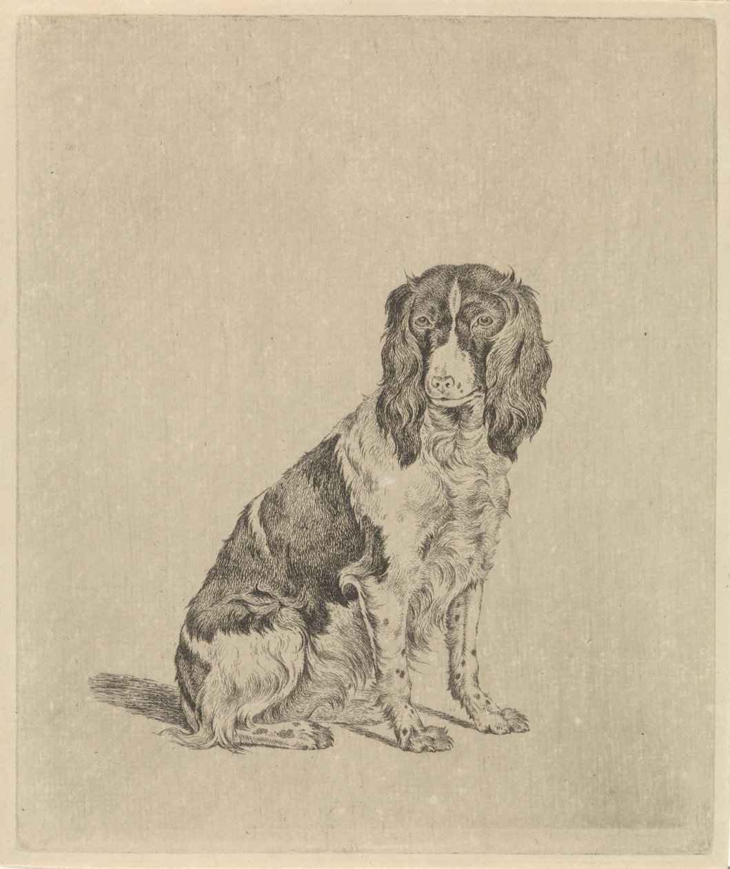oturan keklik köpek by Pieter Janson
