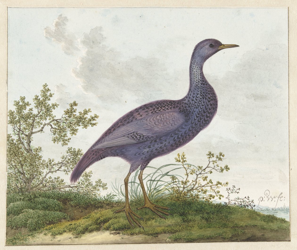 Benekli Crake (Porzana porzana) ? by Pieter Withoos
