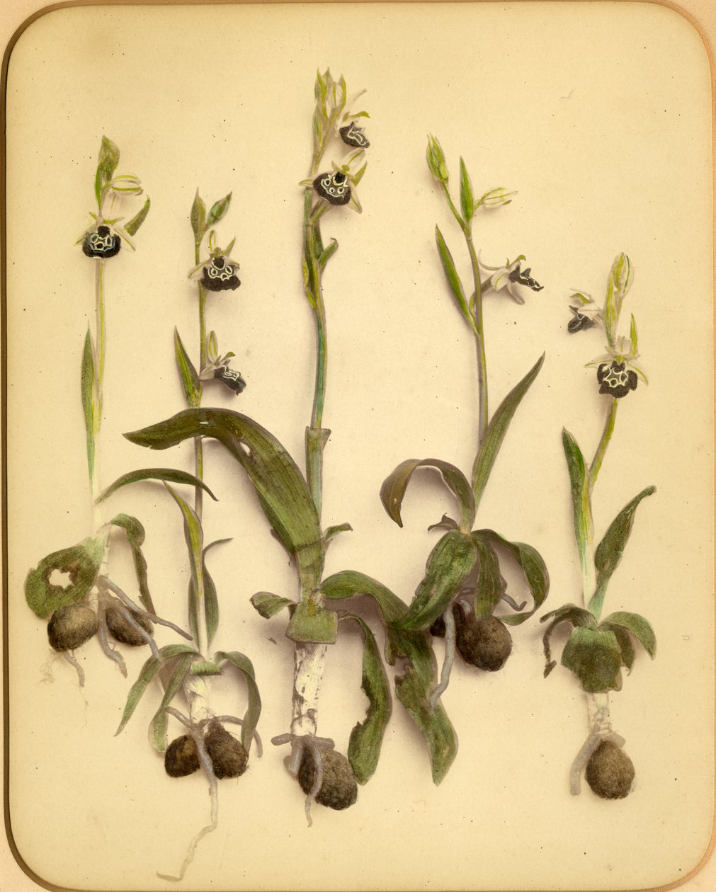 Yabani Orkide, 1870