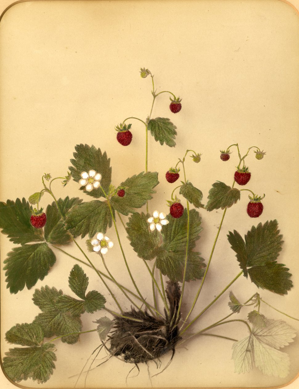 Yaban çileği çiçekleri, 1870