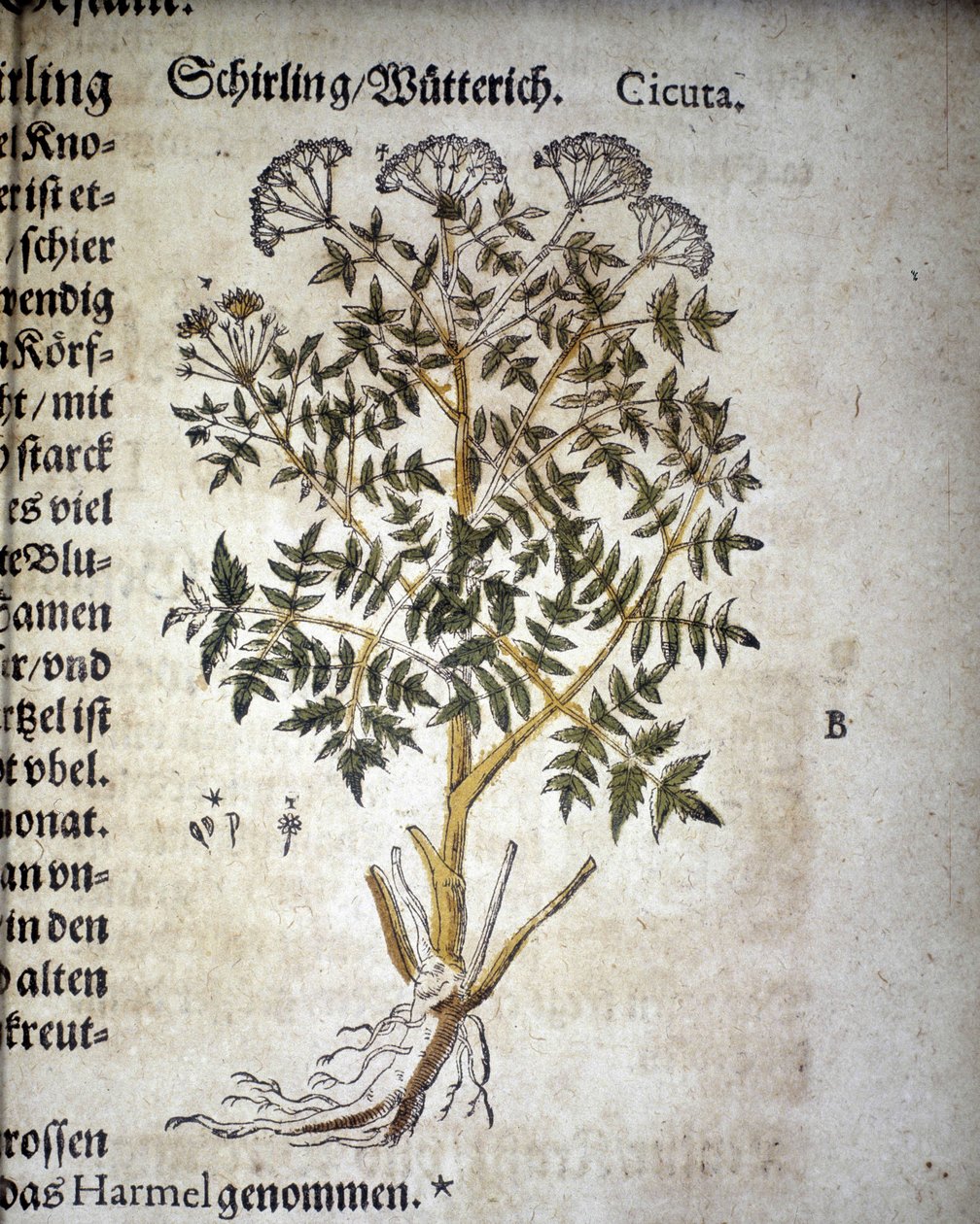 Cicuta - “” Herbaryum Mattioli ”” ”de. by Pietro Andrea Mattioli