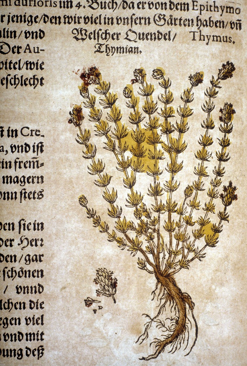Kekik (Thymus) - “” Herbarium Mattioli”””de. by Pietro Andrea Mattioli