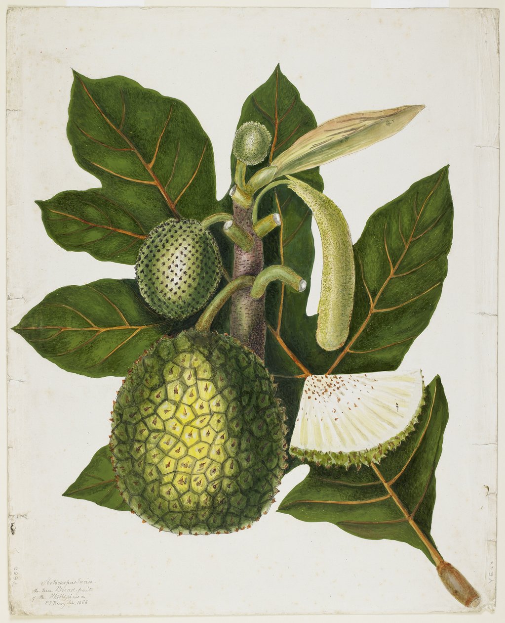 Artocarpus Incisa (Filipinlerin Gerçek Ekmek Meyvesi), Aralık 1866 by Priscilla Susan Bury