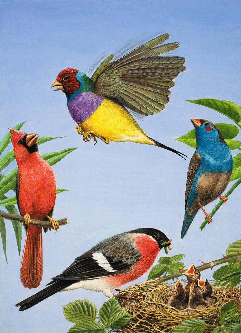  by R.B. Davis