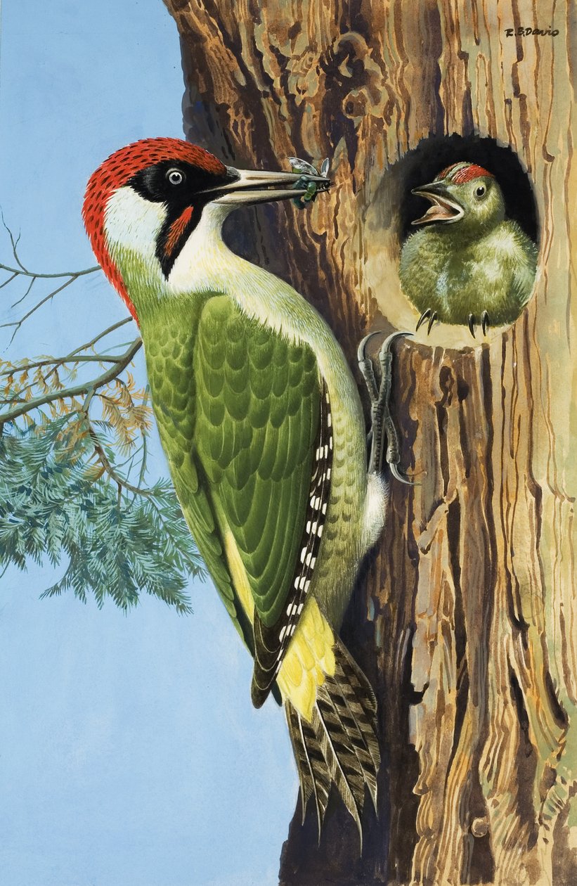  by R.B. Davis