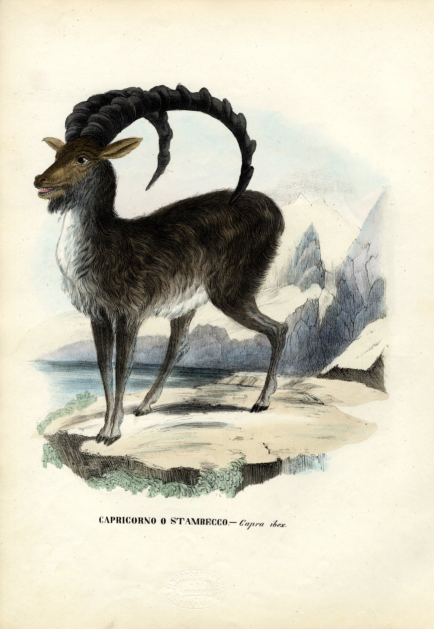 Alp dağ keçisi, 1863-79 by Raimundo Petraroja