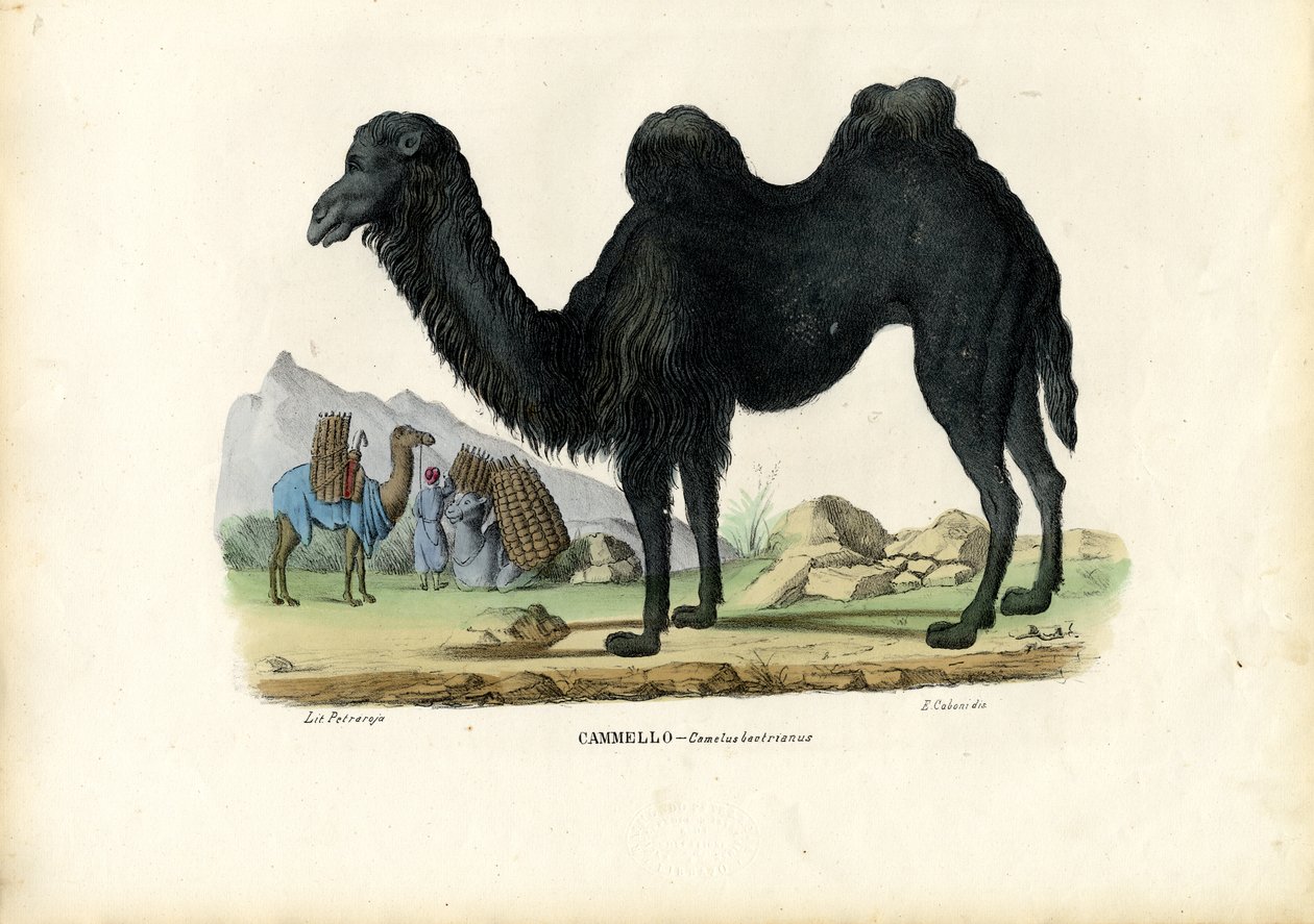 Baktriya Devesi, 1863-79 by Raimundo Petraroja