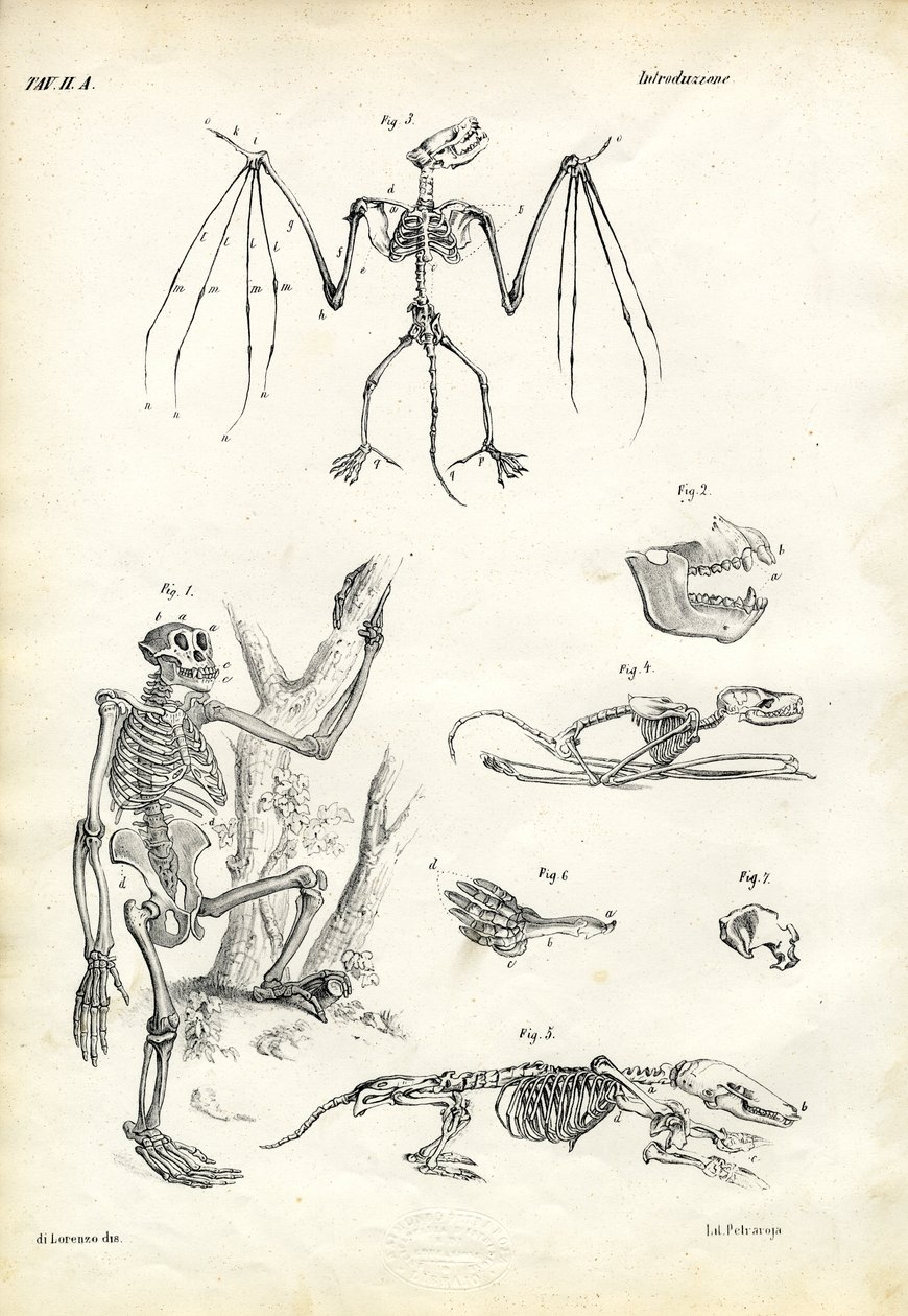 Yarasa, 1863-79 by Raimundo Petraroja