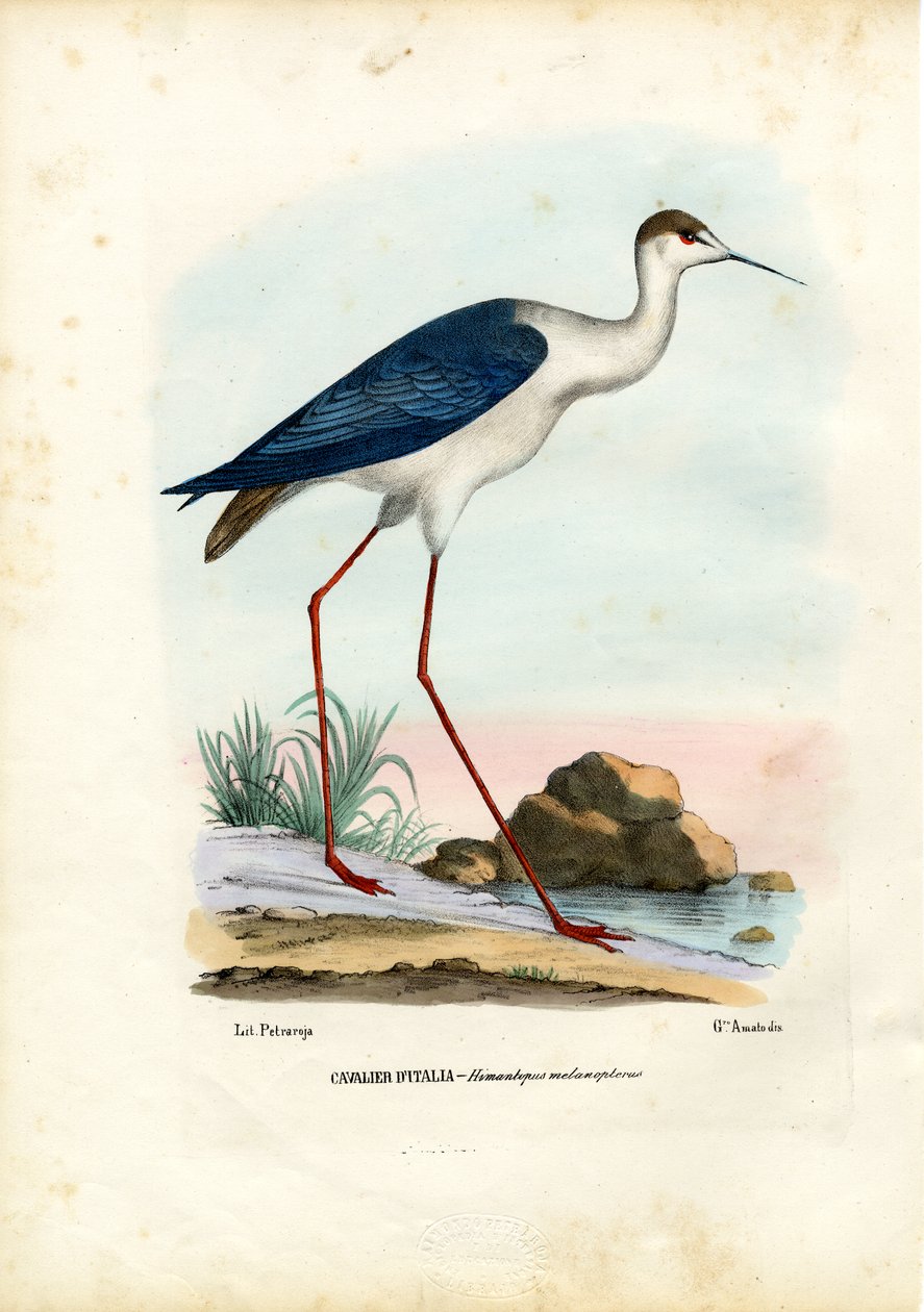 ಬ್ಲ್ಯಾಕ್-ವಿಂಗ್ಡ್ ಸ್ಟಿಲ್ಟ್, 1863-79 ಟರ್ಕ್ by Raimundo Petraroja