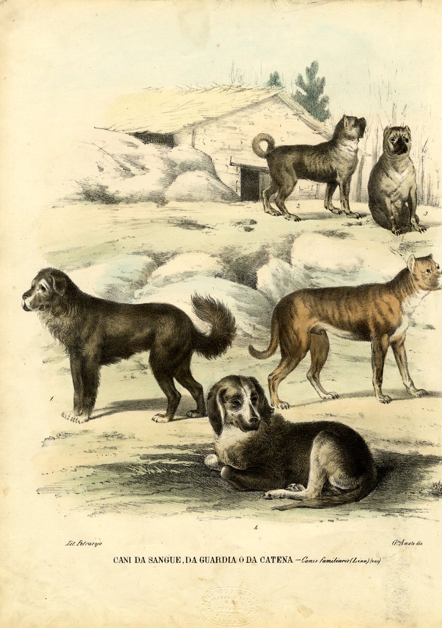 ನಾಯಿಗಳು, 1863-79 ಟರ್ಕಿ by Raimundo Petraroja