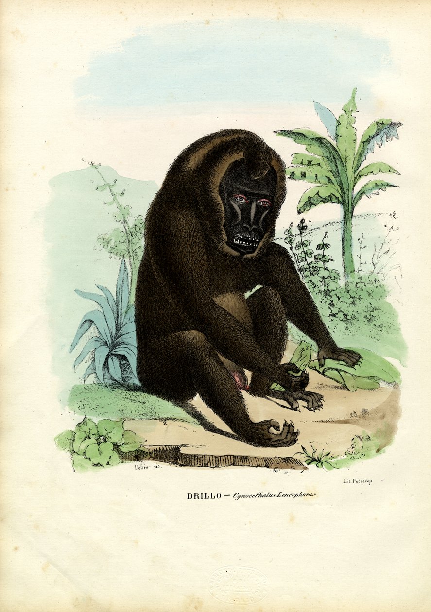 Matkap, 1863-79 by Raimundo Petraroja