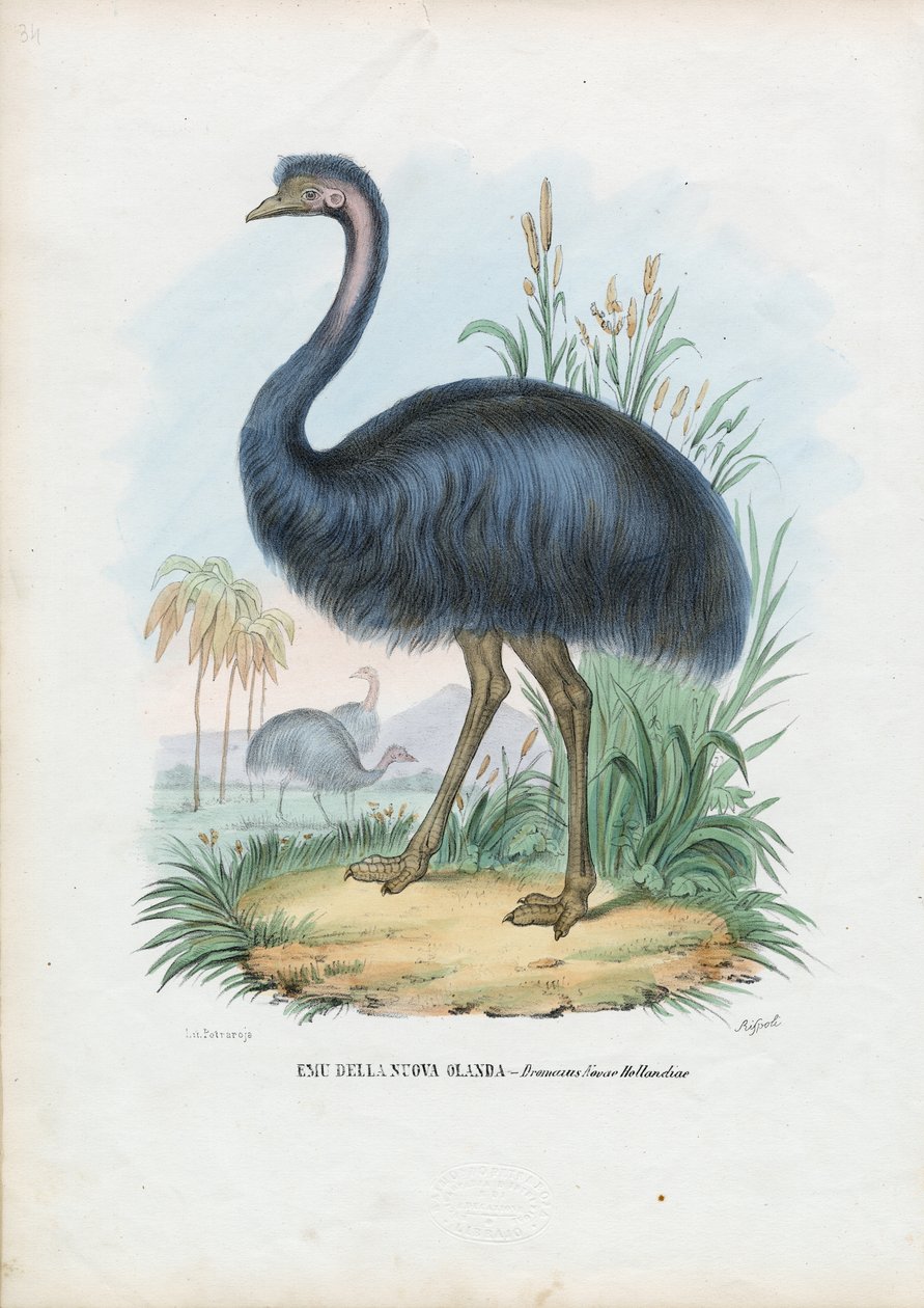 Emu, 1863-79 by Raimundo Petraroja