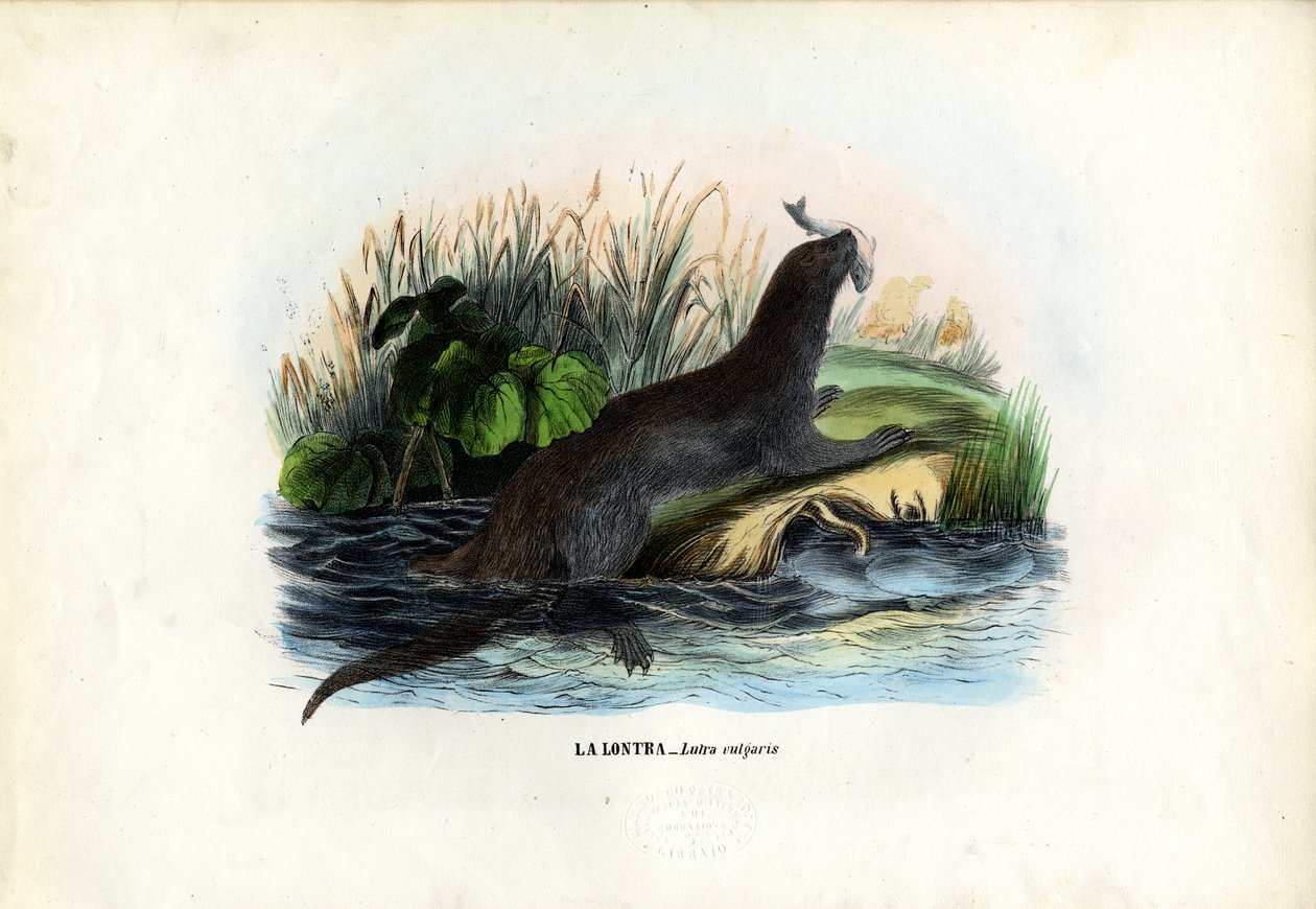 Avrasya Nehri Su Samuru, 1863-79 by Raimundo Petraroja