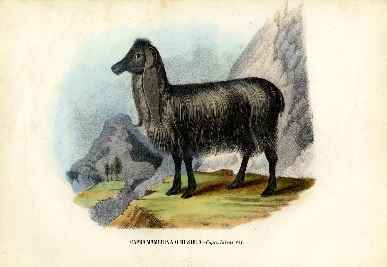 ಕಾಡು ಮೇಕೆ, 1863-79 ಟರ್ಕಿ by Raimundo Petraroja
