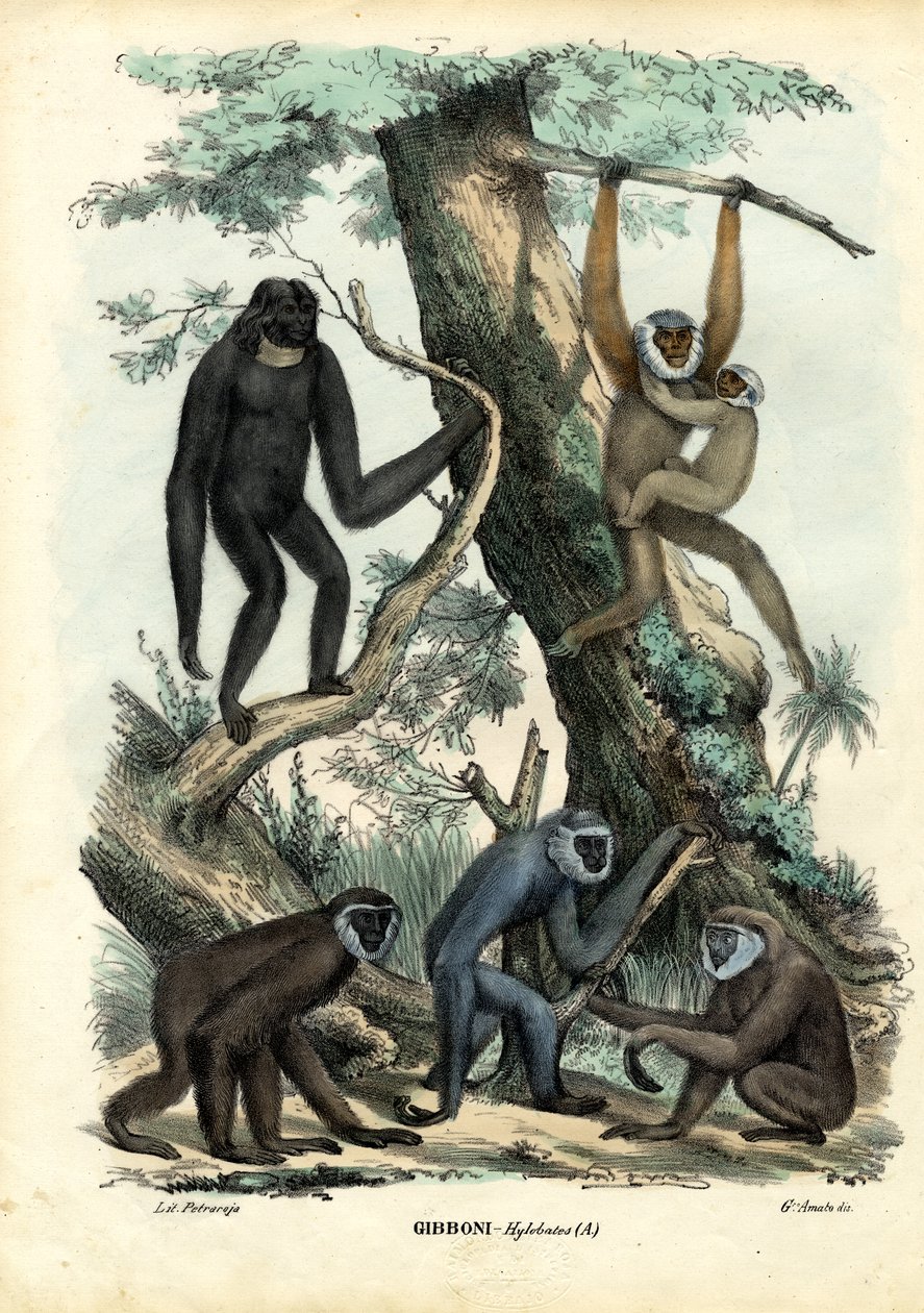 Gibbons, 1863-79 by Raimundo Petraroja