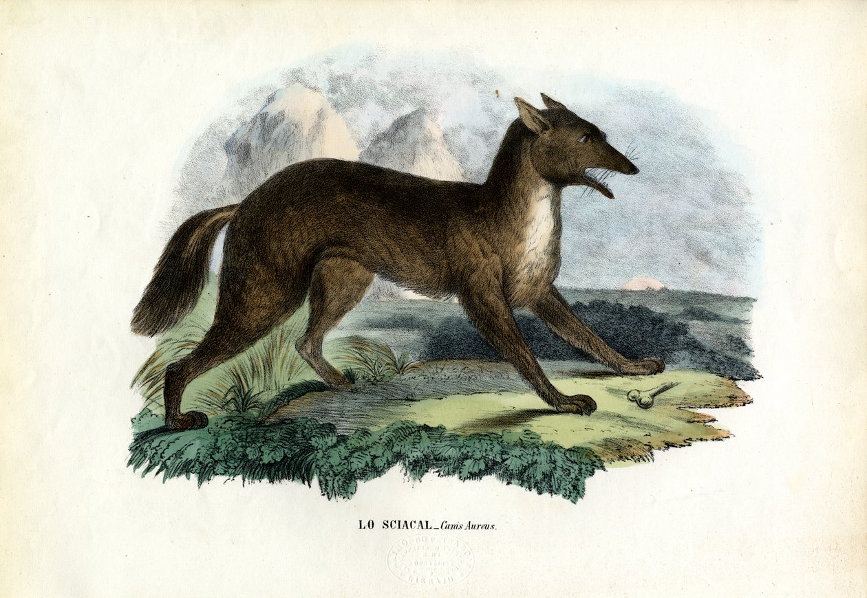 ಗೋಲ್ಡನ್ ಜಾಕಲ್, 1863-79 ಟರ್ಕ್ by Raimundo Petraroja