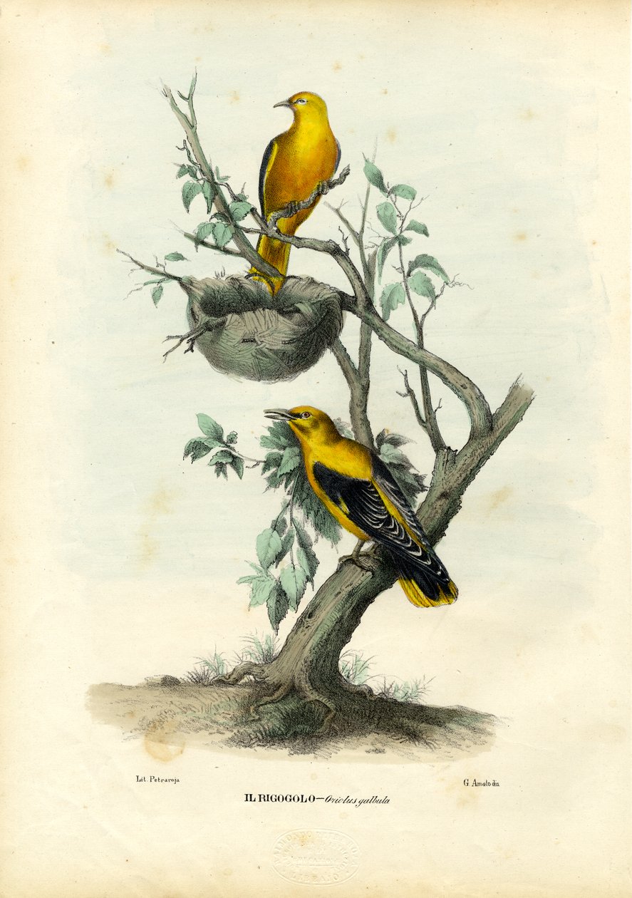 Altın Sarımsak, 1863-79 by Raimundo Petraroja