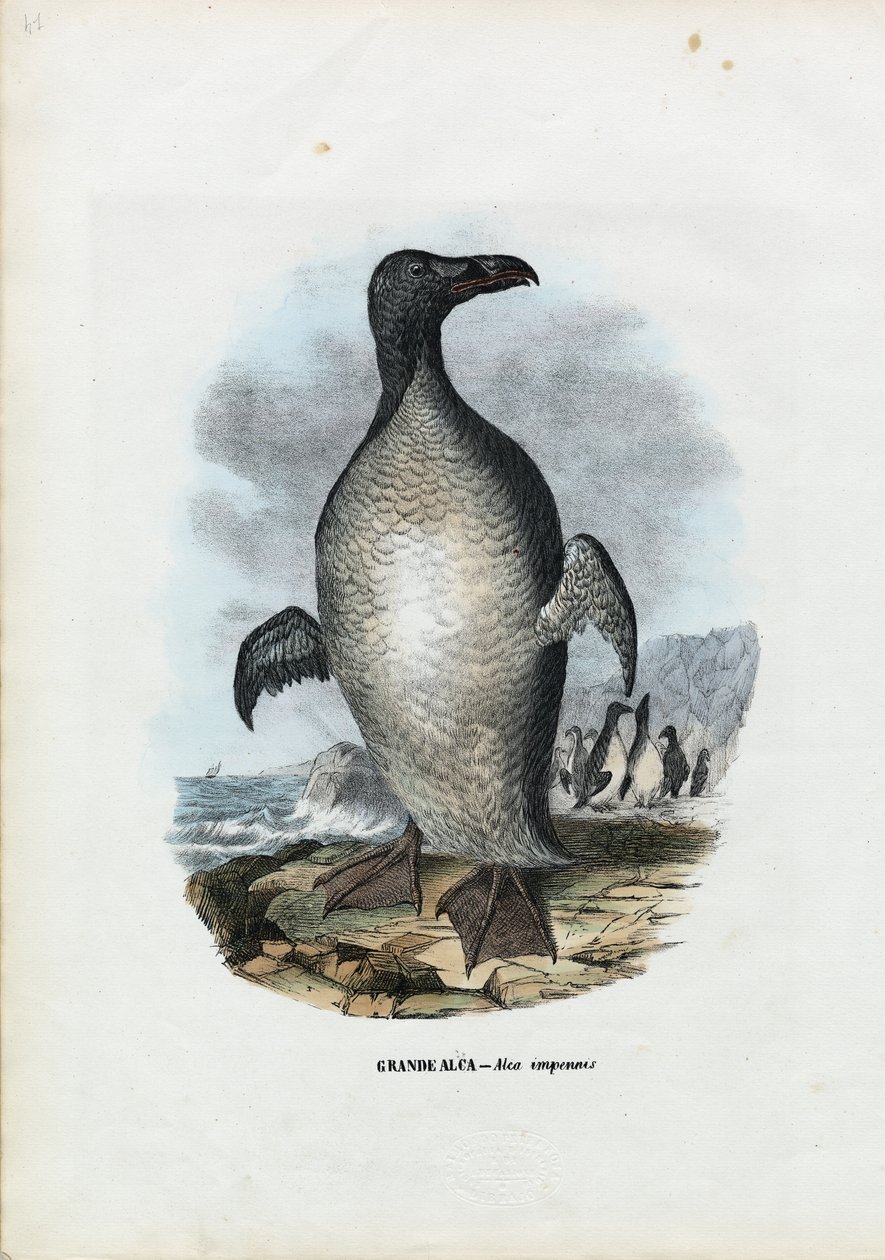 Büyük Auk, 1863-79 by Raimundo Petraroja