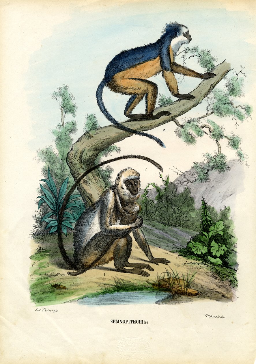 Langurs, 1863-79 by Raimundo Petraroja