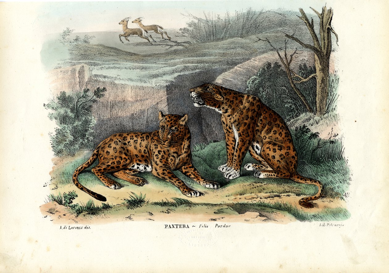 ಚಿರತೆ, 1863-79 ಟರ್ಕಿ by Raimundo Petraroja