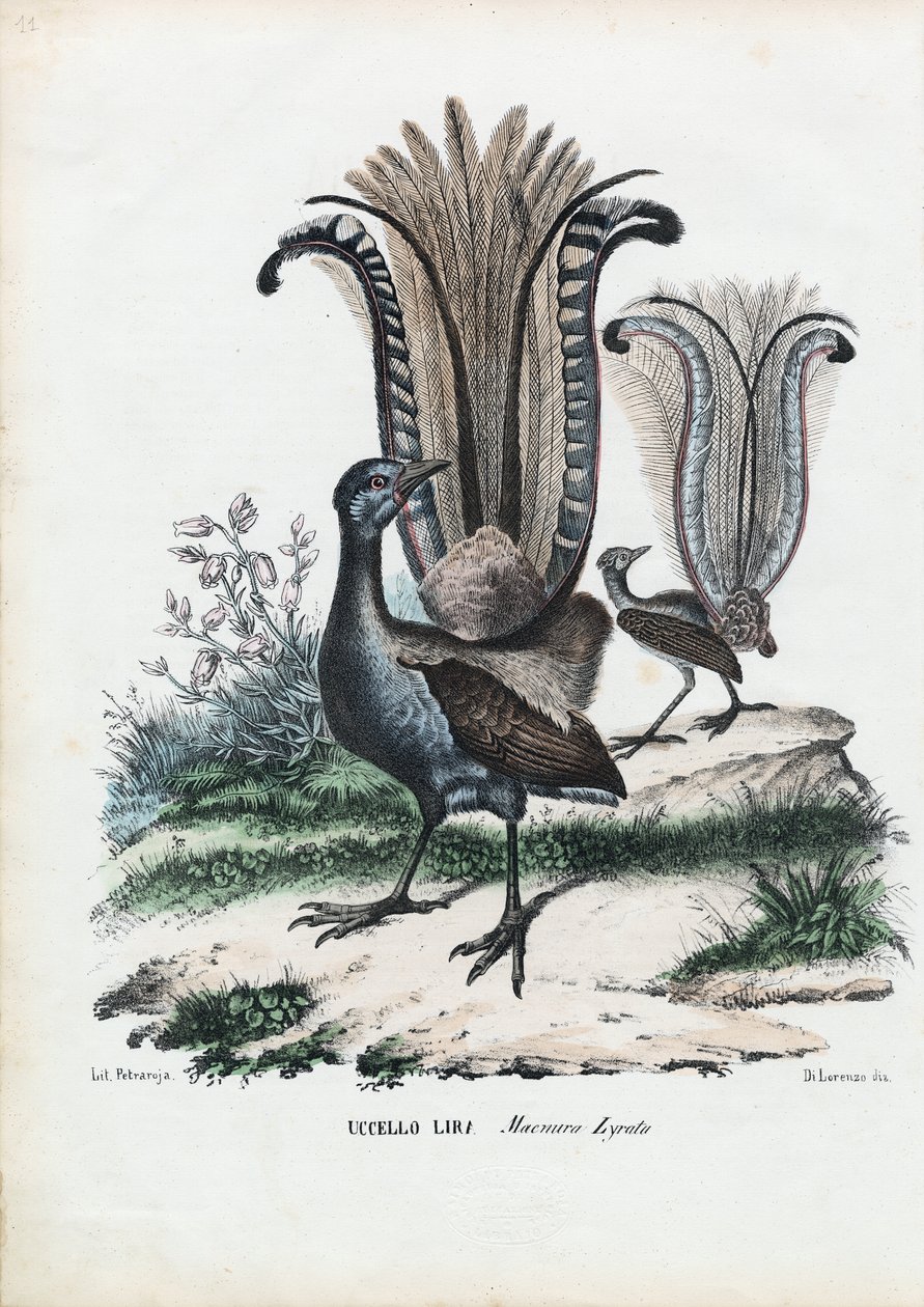 Lyrebird, 1863-79 by Raimundo Petraroja