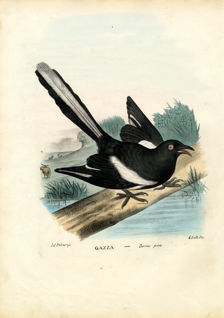 Saksağan, 1863-79 by Raimundo Petraroja