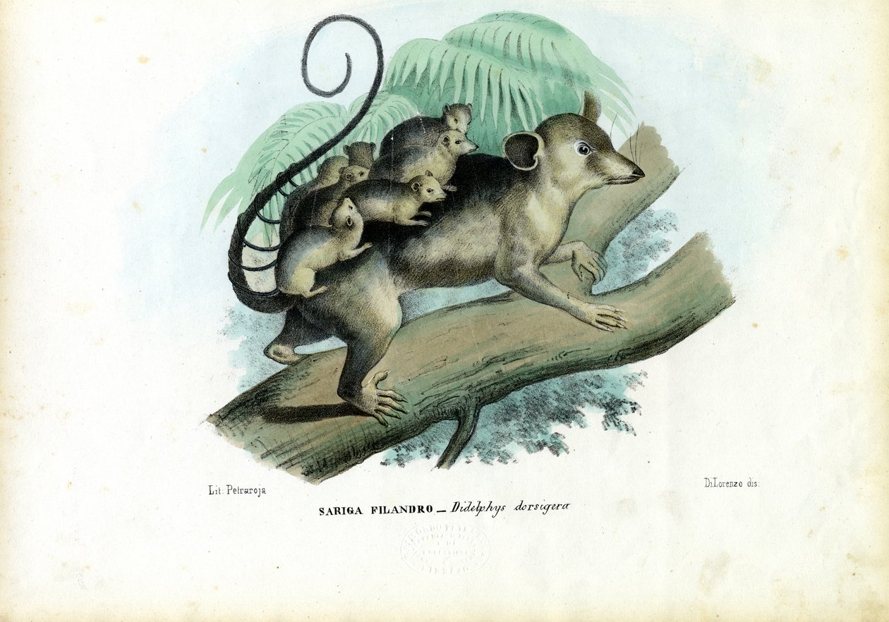 Opossum, 1863-79 by Raimundo Petraroja