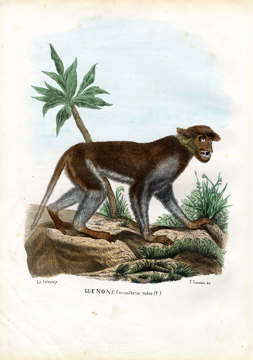 Patas Maymunu, 1863-79 by Raimundo Petraroja