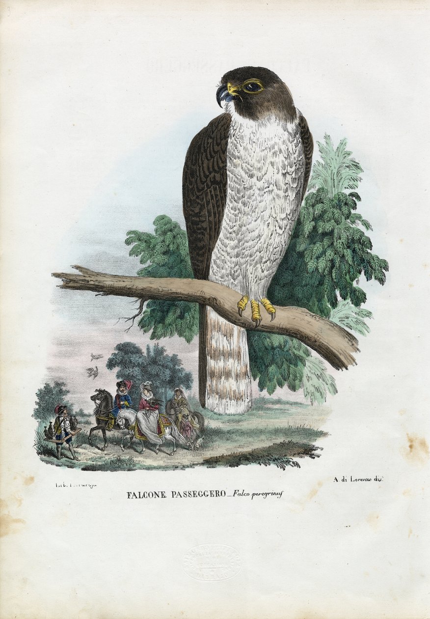 Peregrine Falcon, 1863-79 by Raimundo Petraroja