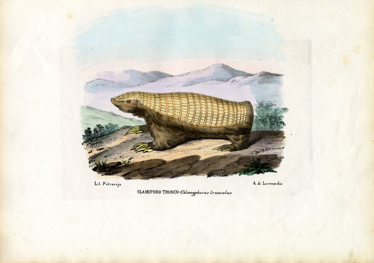 Pembe Peri Armadillo, 1863-79 by Raimundo Petraroja