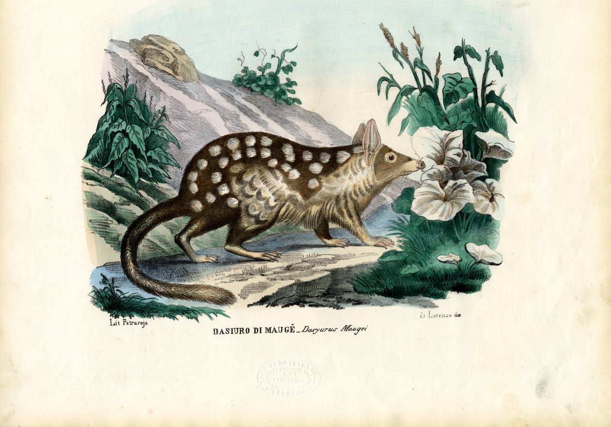 Quoll, 1863-79 by Raimundo Petraroja