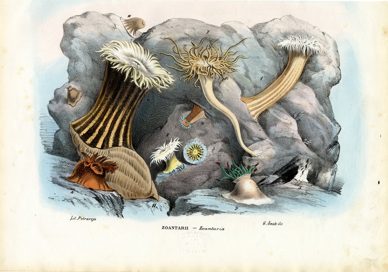 ಸೀ ಎನಿಮೋನ್ಸ್, 1863-79 ಟರ್ಕ್ by Raimundo Petraroja